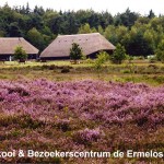 Rieten dak - Schaapskooi Ermelo