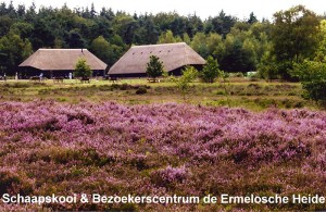 Rieten dak - Schaapskooi Ermelo
